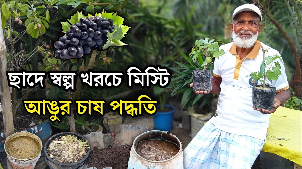 ছাদ স্বল্প খরচে মিস্টি আঙুর চাষ | আঙুর চাষ পদ্ধতি | ছাদের আঙুর চাষ | Grapes Tree | আঙুর গাছ চাষ