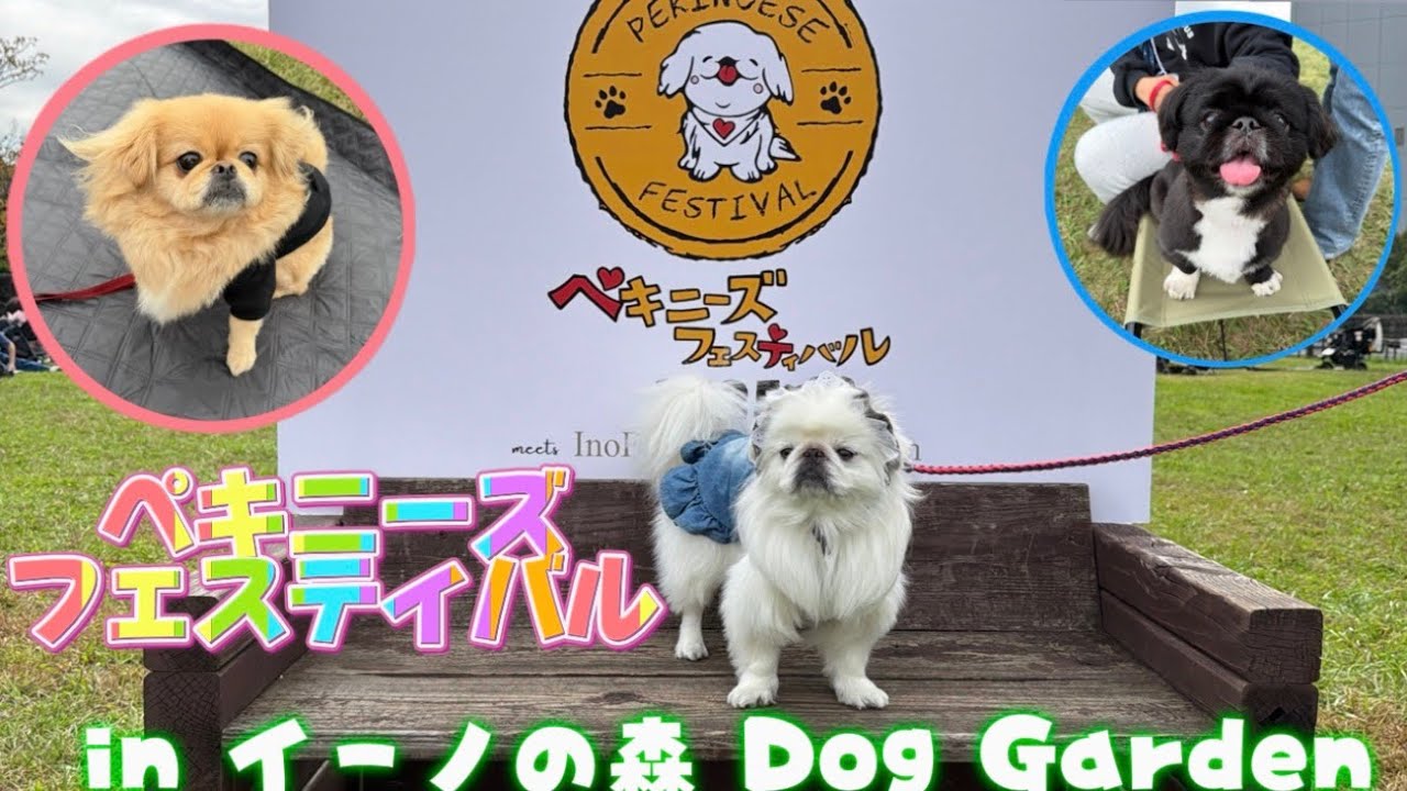 ペキニーズフェスティバル2025 inイーノの森 Dog Garden✨
