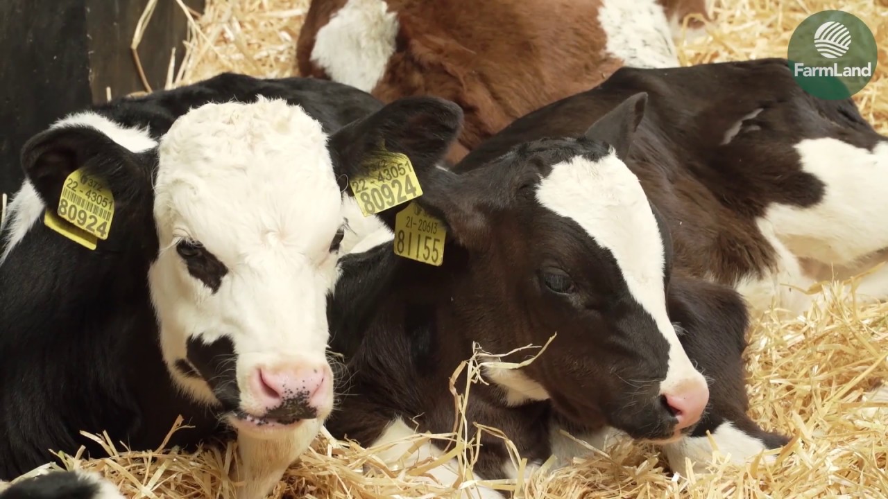 Wicklow Calf Company: Calf exports