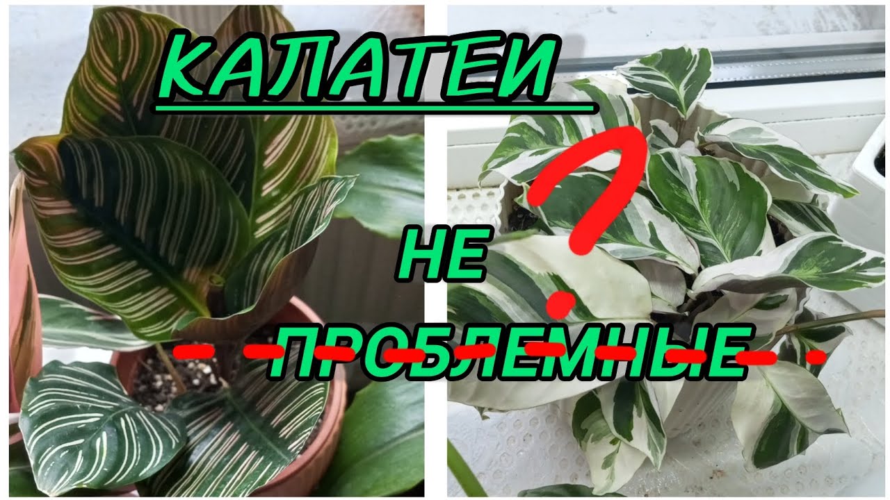 💚Воскресшие Калатеи Орната и Вайт фьюжн🫶