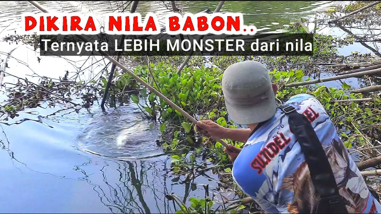 LUTUT GEMETAR! Saat Ikan MONSTER nancap tipis di kail pancing