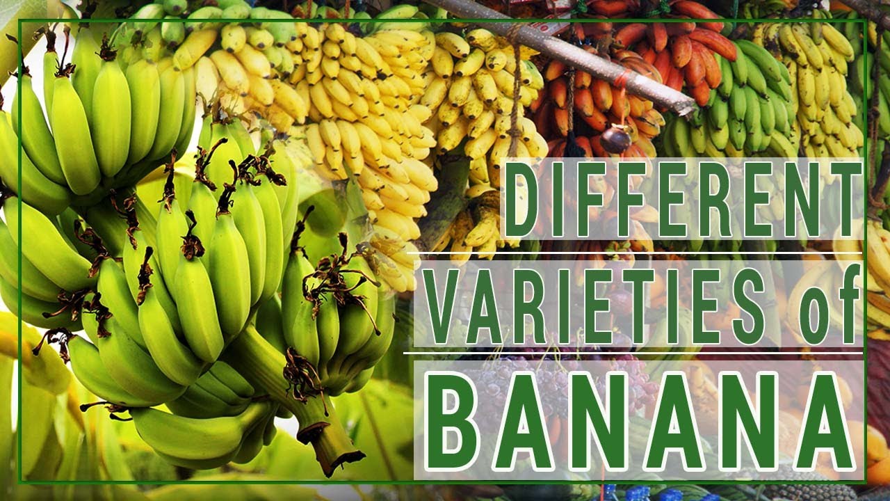 What are the different varieties of banana | Mga uri ng saging