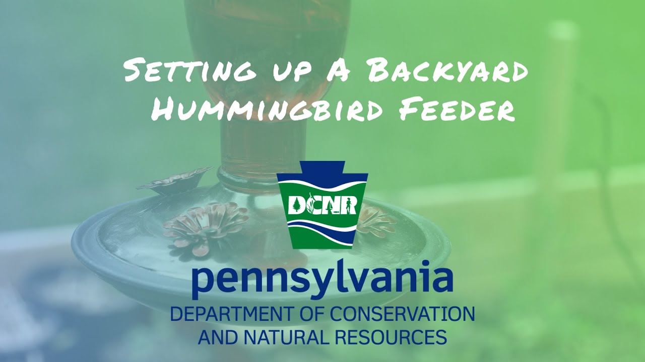 Setting Up a Backyard Hummingbird Feeder