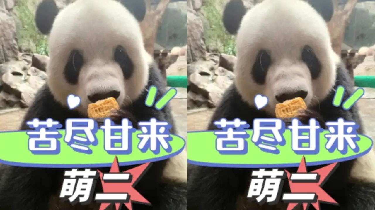萌二才是北动最幸福的小熊吧！徐姥爷投喂外孙吃月饼满眼都是宠溺  #萌二 #熊猫 #国宝 #治愈 #徐姥爷