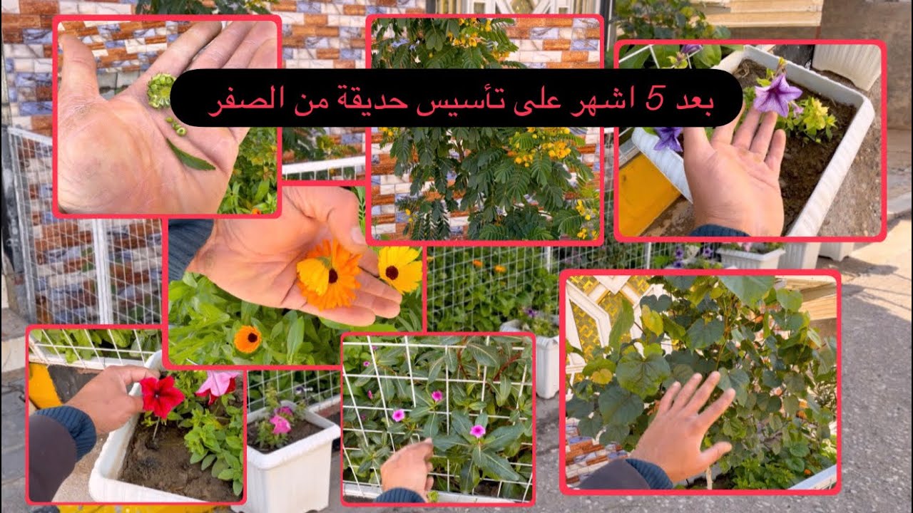 بعد خمس اشهر على تأسيس حديقة من الصفر على رصيف الشارع 