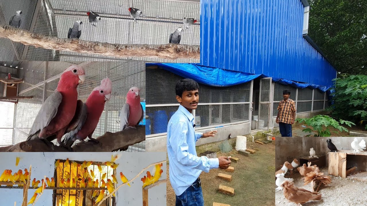 Attractive Large Exotic Birds Parrots Aviary Farm /  Enjoying The Biggest Bird Breeding Farm.
