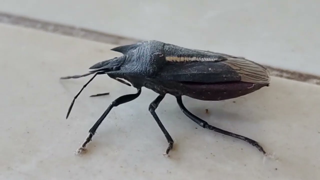 cockroach Look So Different / Tetroda histeroides /