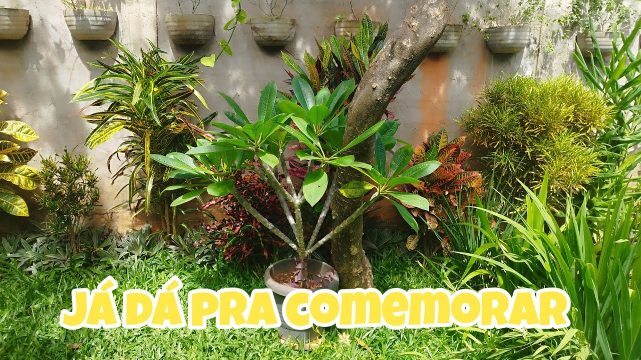 🌿 Resultados no Jardim! Neem Funcionou? E o Manacá da Serra…