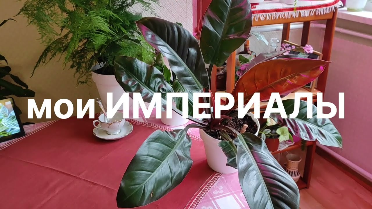 Филодендроны ИМПЕРИАЛЫ. ДВА моих КРАСАВЦА. КАШПО или ГОРШОК для посадки?