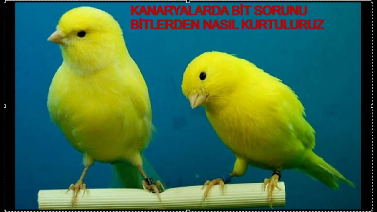 Kanaryalarda Bit Sorunu(Bitlerden Nasıl Kurtuluruz)