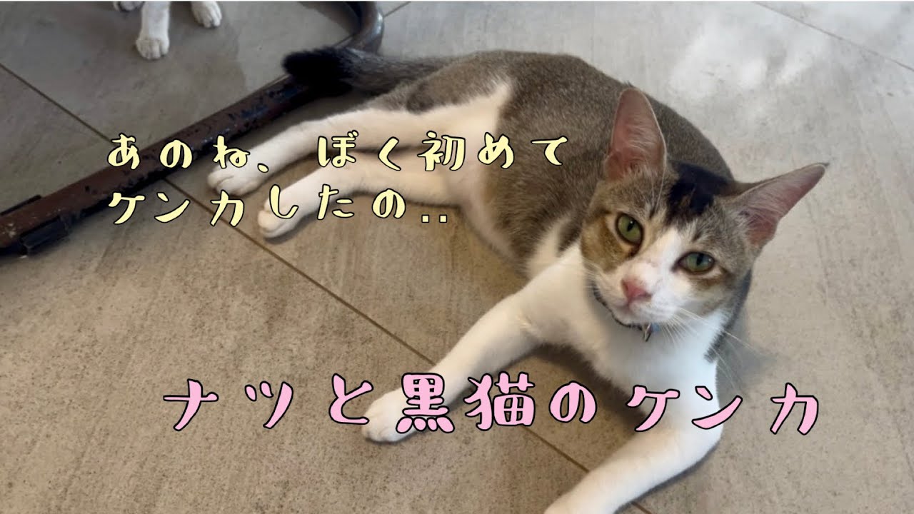 ナツが喧嘩した日