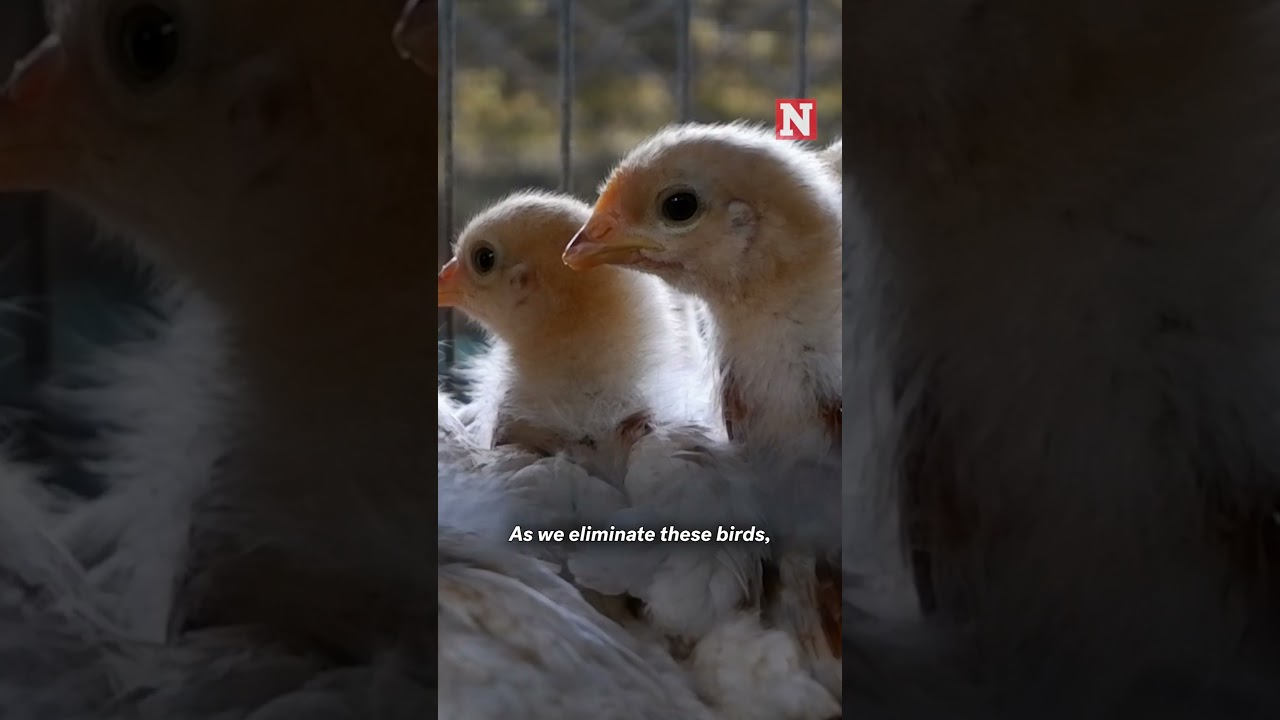 Will Egg Prices Rise Ahead Of Easter? Everything You Need To Know
