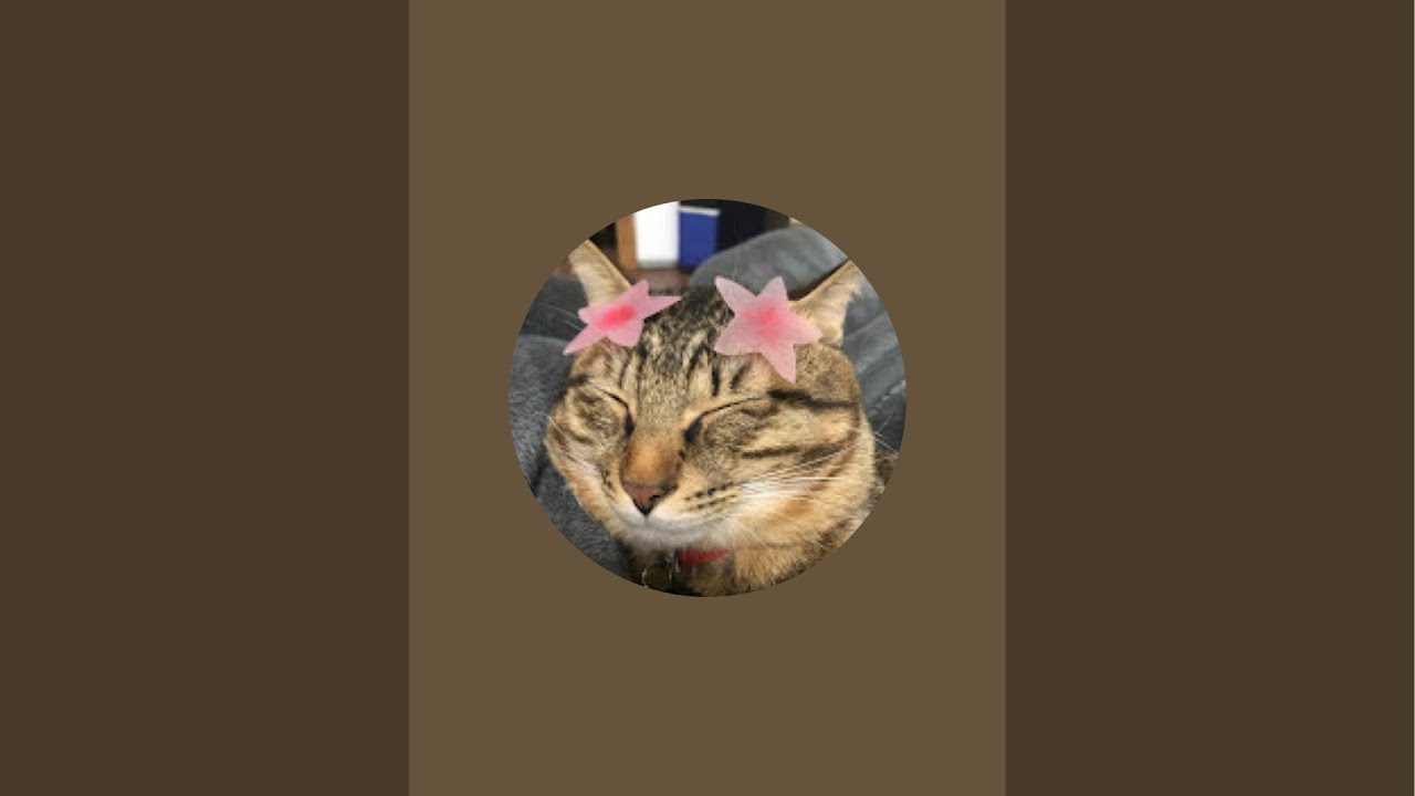 寒い寒いにゃ