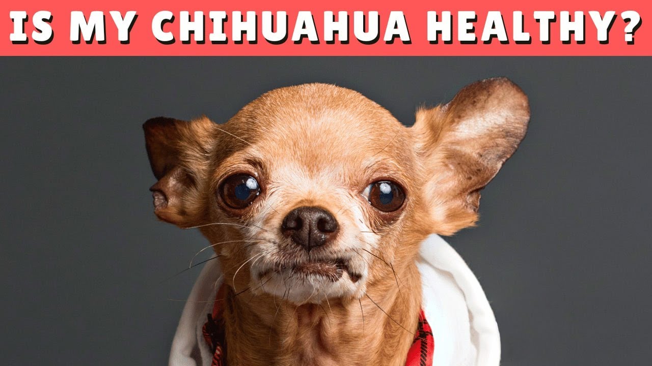 10 Signs To Tell If Your Chihuahua Dog is Healthy