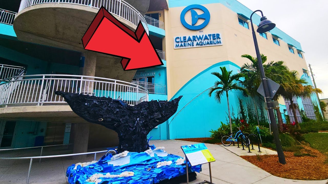 Clearwater Marine Aquarium Florida Full Tour
