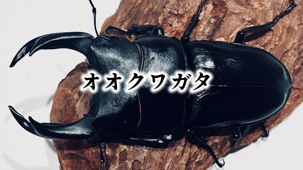 オオクワガタ 幼虫の菌糸ビン交換【能勢YG】