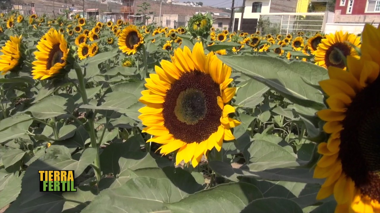 TIERRA FÉRTIL TV-PRODUCCIÓN DE GIRASOL (10.06.17)