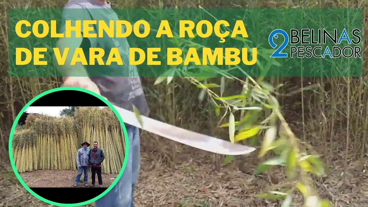 A RO&Ccedil;A DE VARA DE BAMBU - colheita / poda em planta&ccedil;&atilde;o de bambu Cana da &Iacute;ndia
