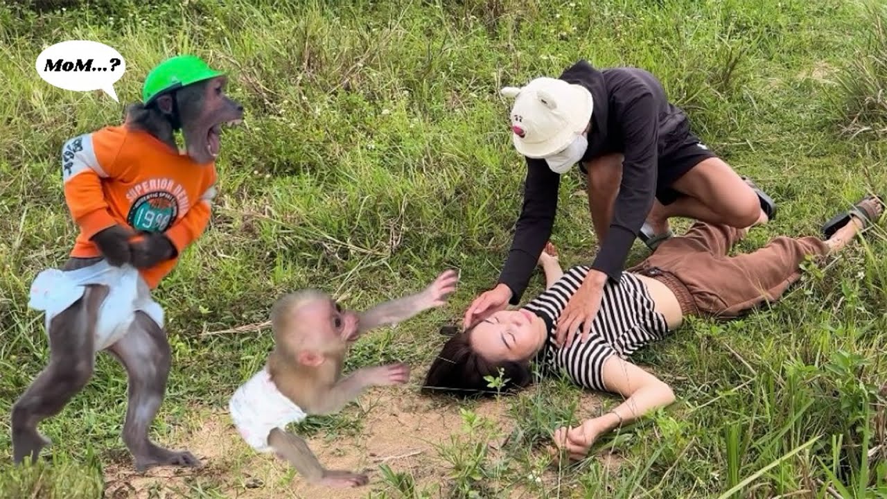 Oh No! Abu and the Baby Monkey Panic When Their Mom is in Danger!