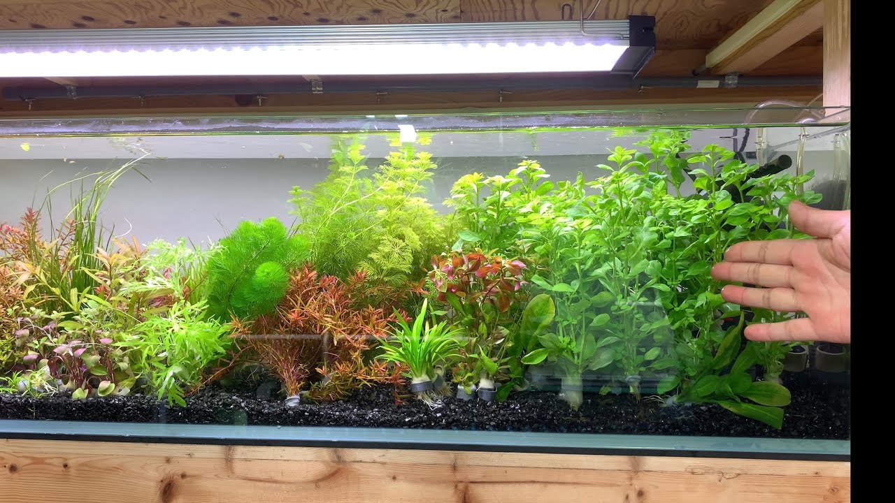 初心者でも育てやすい水草の紹介と６０cm水草水槽にピッタリな親石の紹介、2019年12月5日新入荷情報  アクアリウムのノウハウ