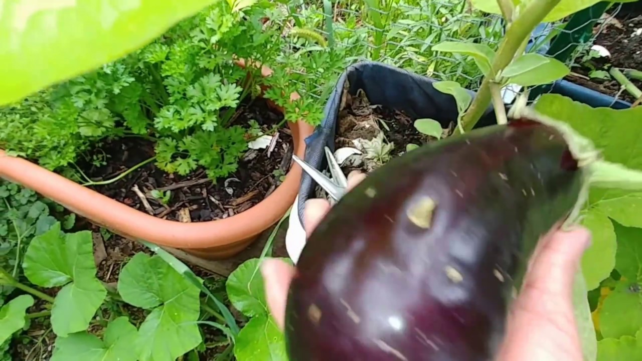 Paseo por el huerto, cosecha de tomate, berenjena, Ejotes, tomatillo.