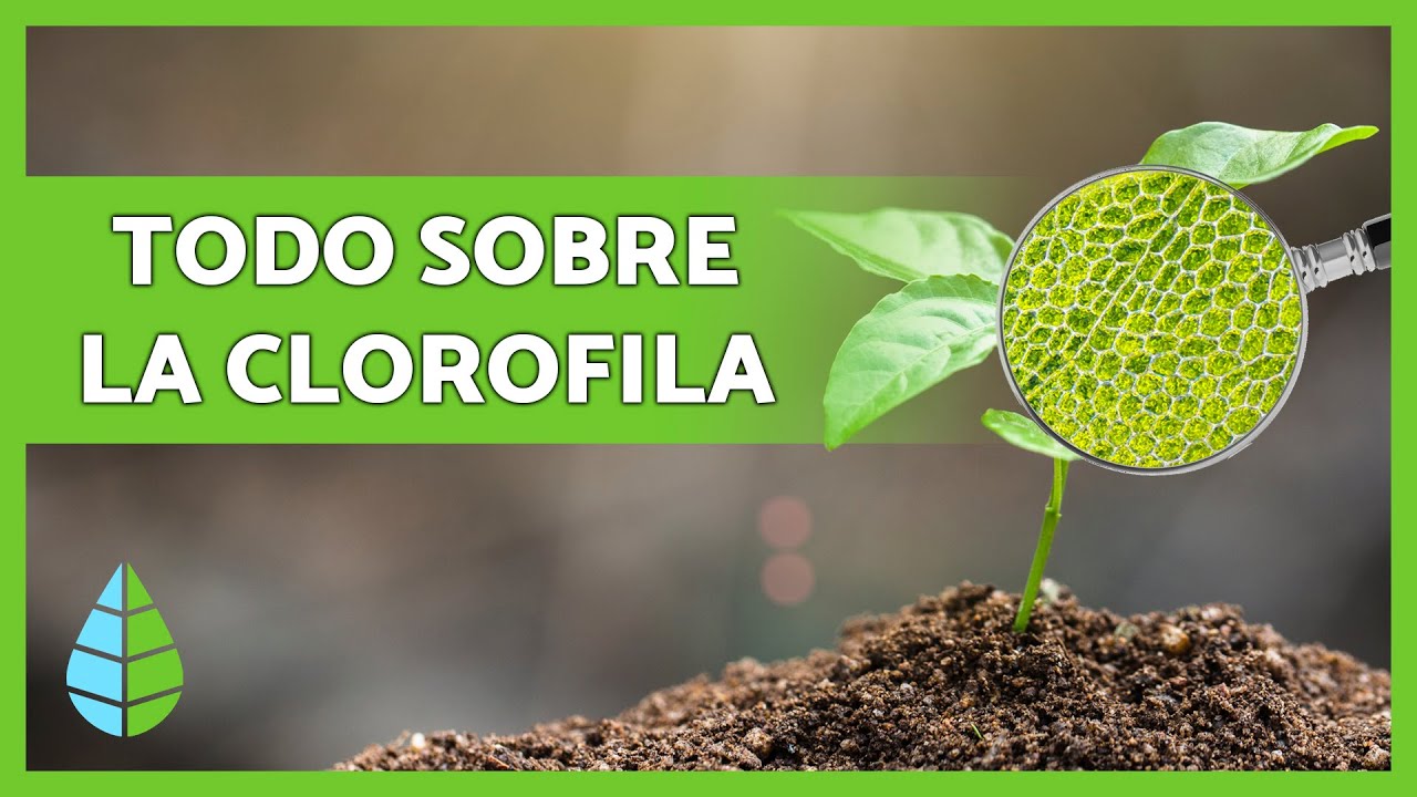 Qu&eacute; es la CLOROFILA🌿 Funci&oacute;n, Tipos y m&aacute;s 👇