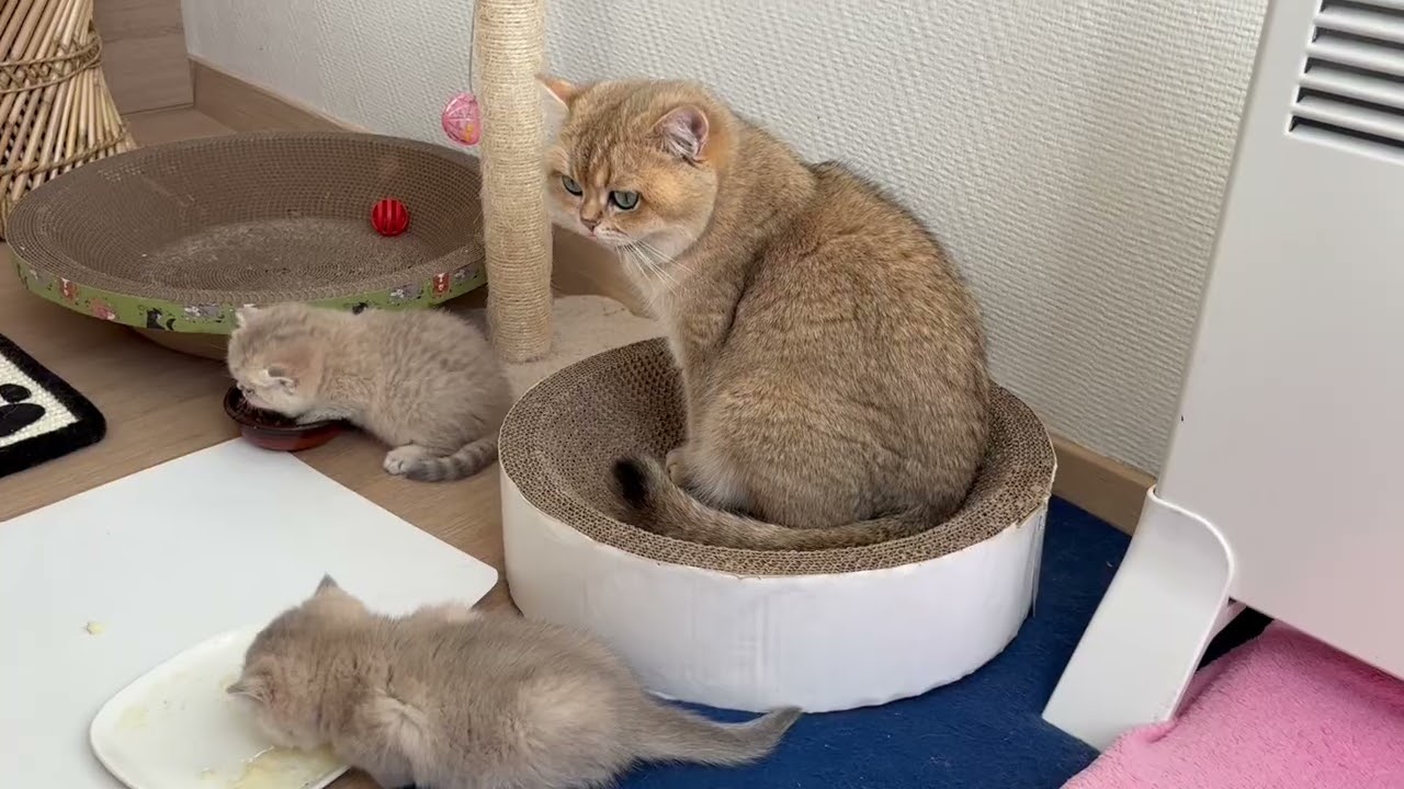❤️❤️❤️ British kittens are the most dexterous! 🐾 Jumping, Climbing and just Happy Cats