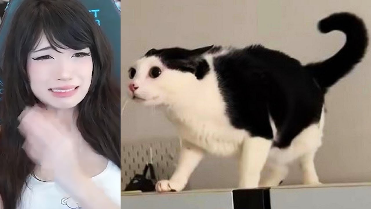 Emiru Reacts to Cat Videos