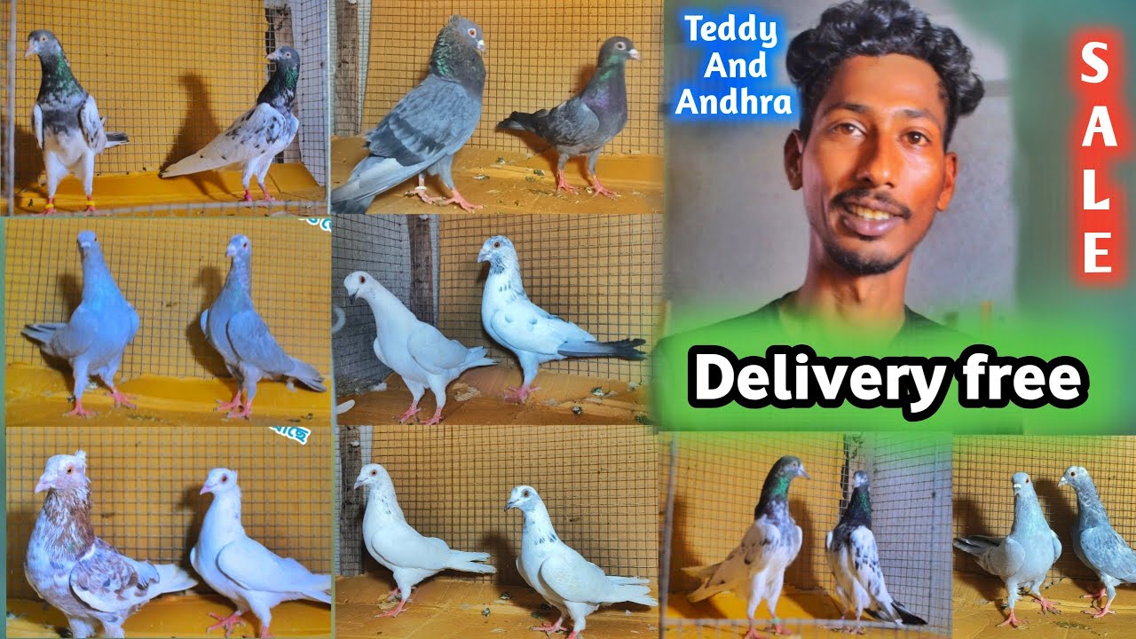 Andhra pigeon sale in Kolkata||Teddy pigeon price in kolkata|আন্দ্রা পায়রা খুব কম দামে @dspigeon519