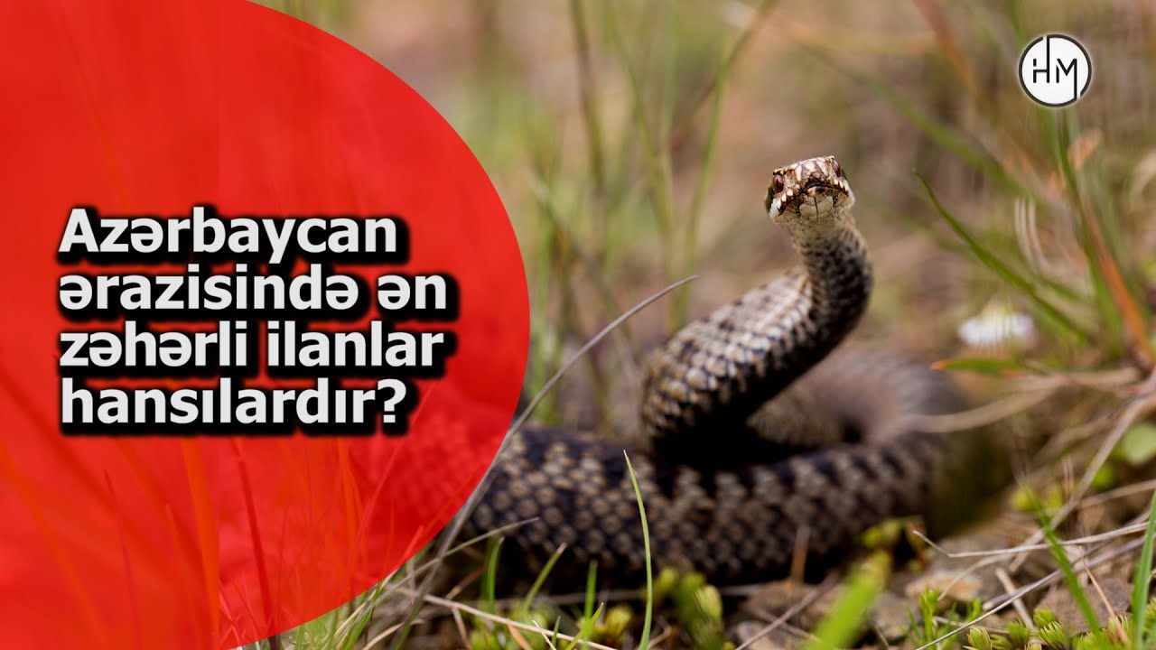 Bu ilanın zəhəri 5 saniyəyə &ouml;ld&uuml;r&uuml;r - AZƏRBAYCAN ƏN ƏRAZİSİNDƏKİ ƏN ZƏHƏRLİ İLANLAR
