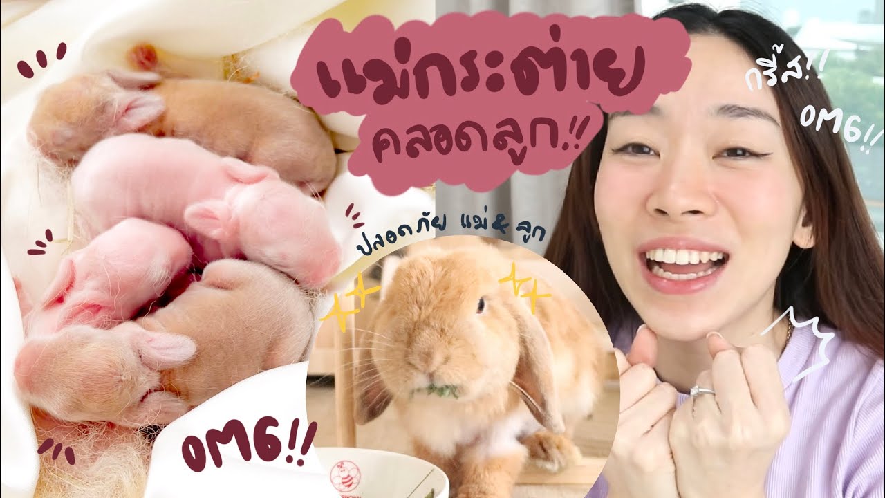 EP.21 กระต่ายคลอด รอดยกแก๊งซ์! อัพเดทลูกๆ คูเป้ #BunnyTTCoupe | Joyjee Loveberry