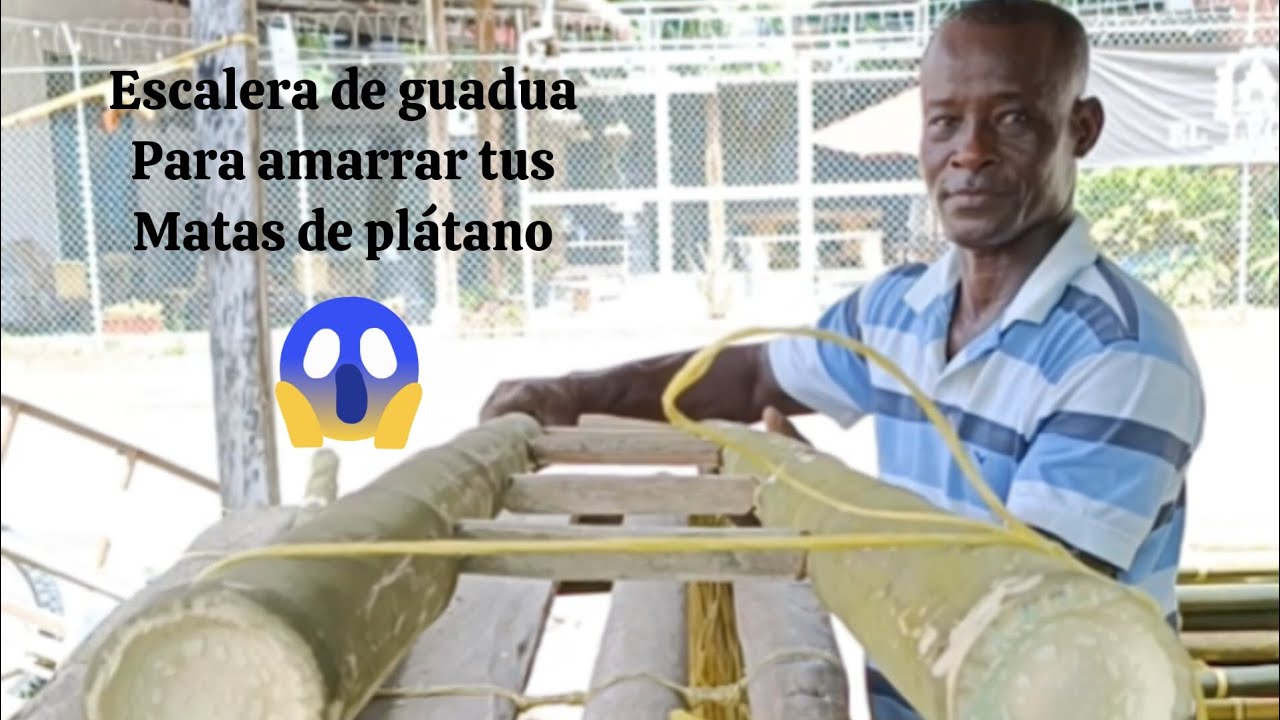 Como hacer una escalera de guadua o bambú para amarrar tus matas de plátano.
