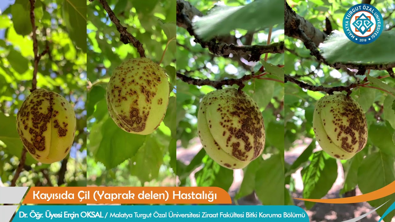 Malatya Turgut Özal Üniversitesi - Kayısıda Çil (Yaprak delen) Hastalığı