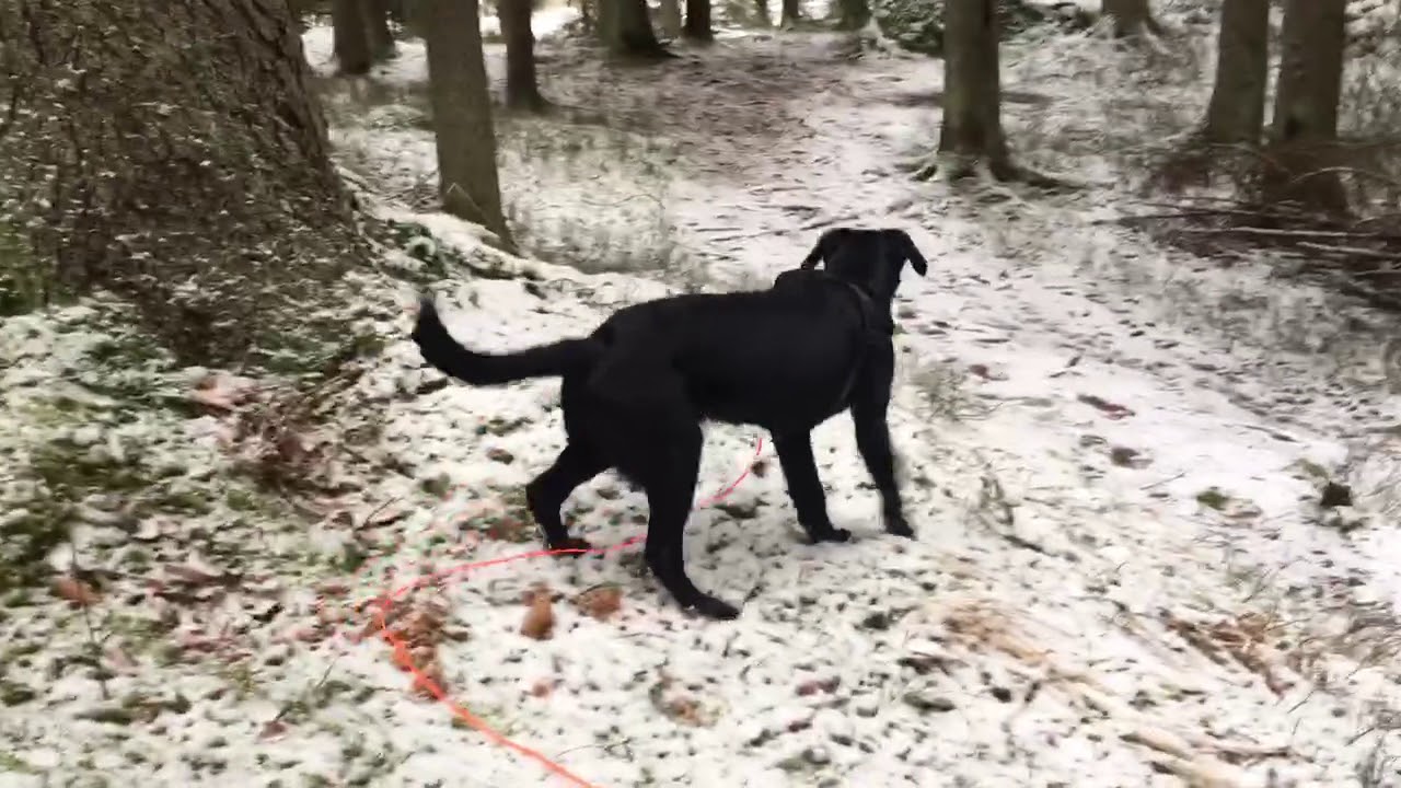 Jaktlabrador - Jaktlabben " Sisu " spårar rådjursklöv.