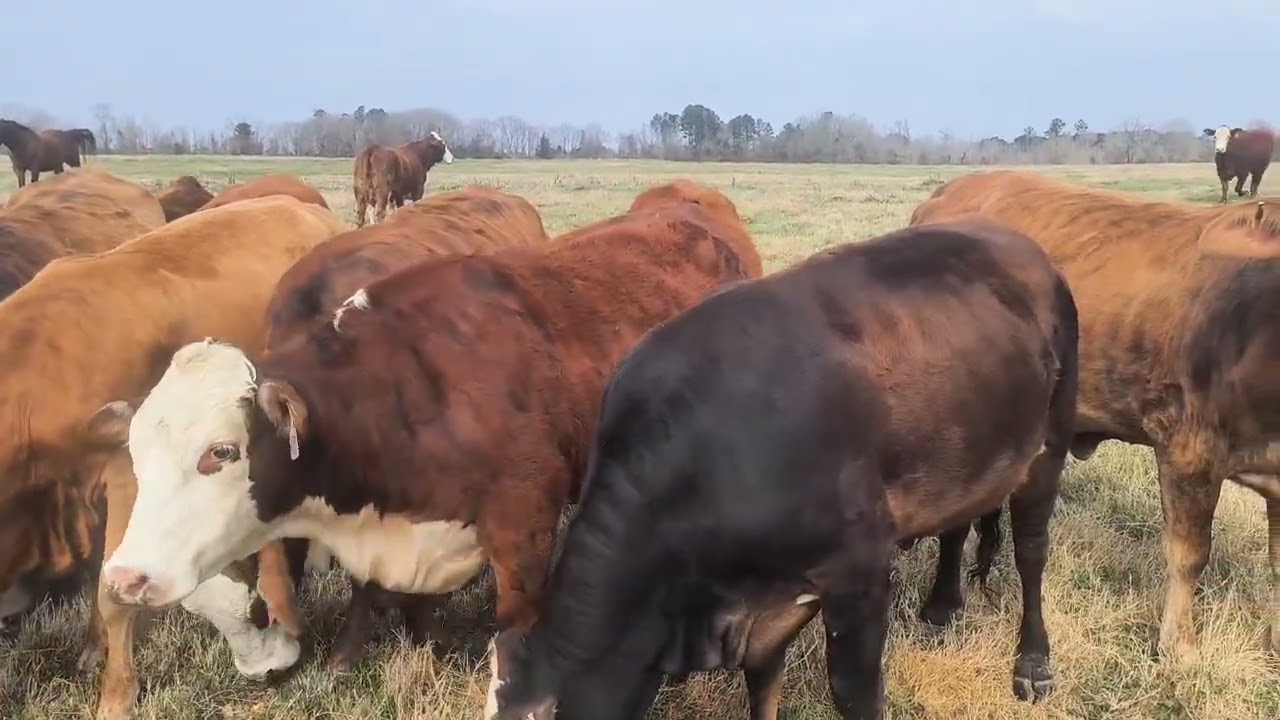 Cattle Range Listing # 603C883