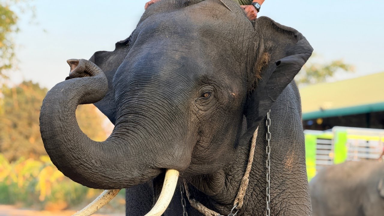 ระทึกบัวบานออกเดิน😝 Elephant Thailand