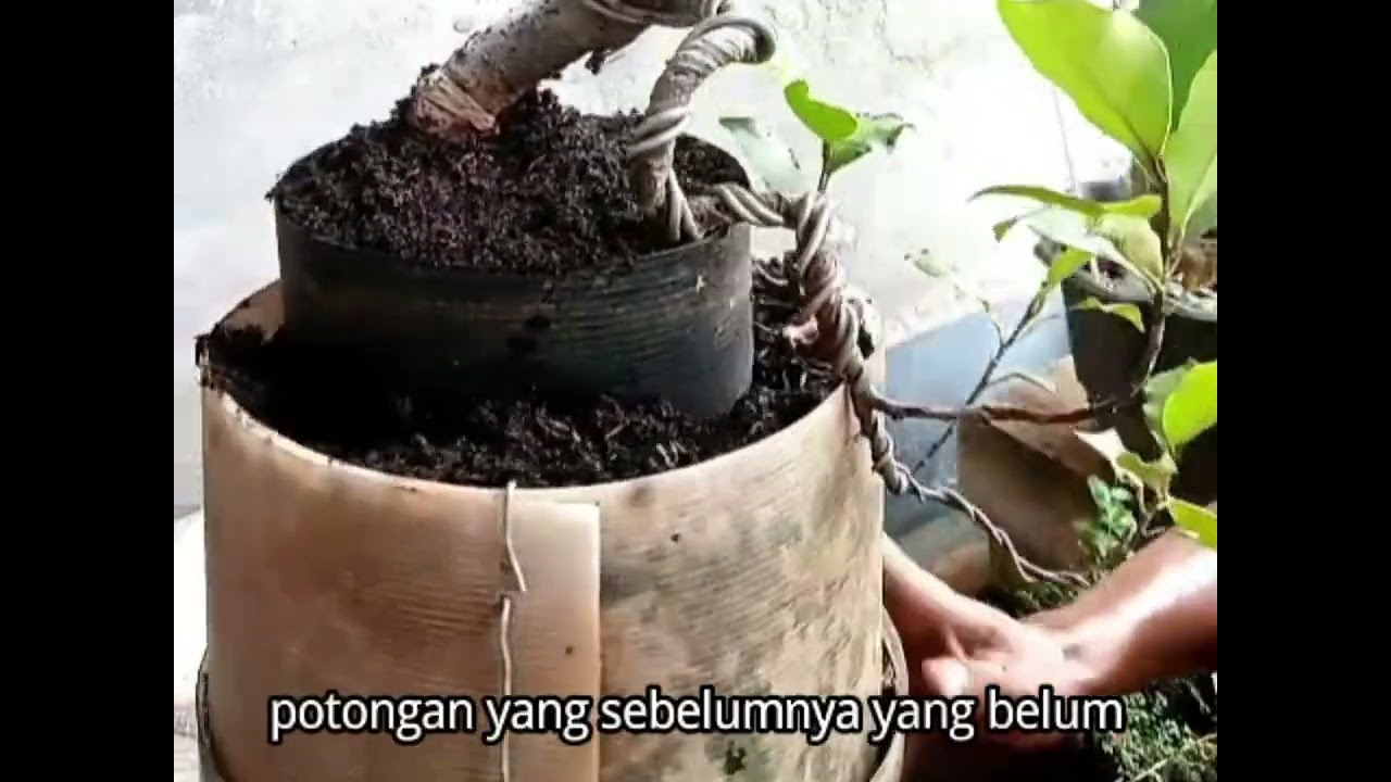 Proses seleksi percabangan bonsai beringin iprik on the rock gaya cascade #bonsai #viralvideo #viral