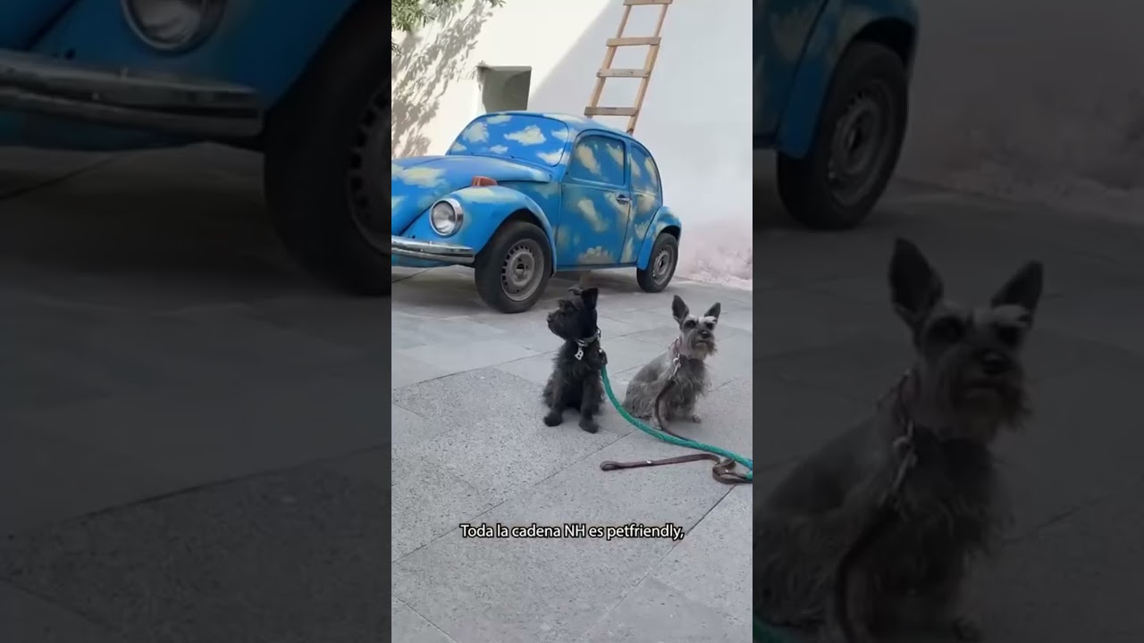 El hotel NH de Querétaro acepta perritos.