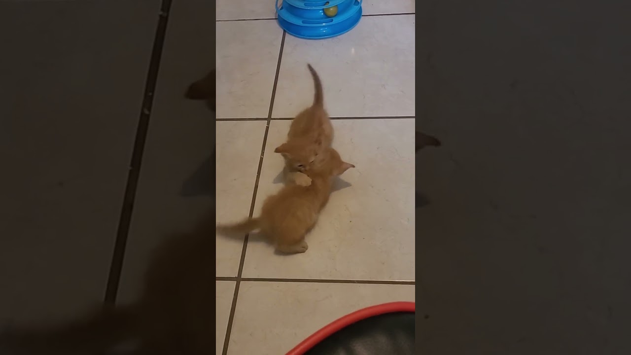 Juego de gatitos #cats_and_fun44