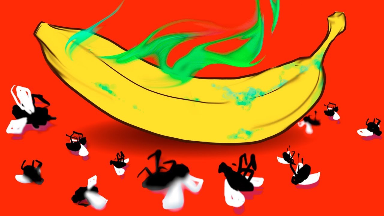 4 Façons Naturelles De Te Débarrasser Des Mouches Des Fruits Dans Ta Maison