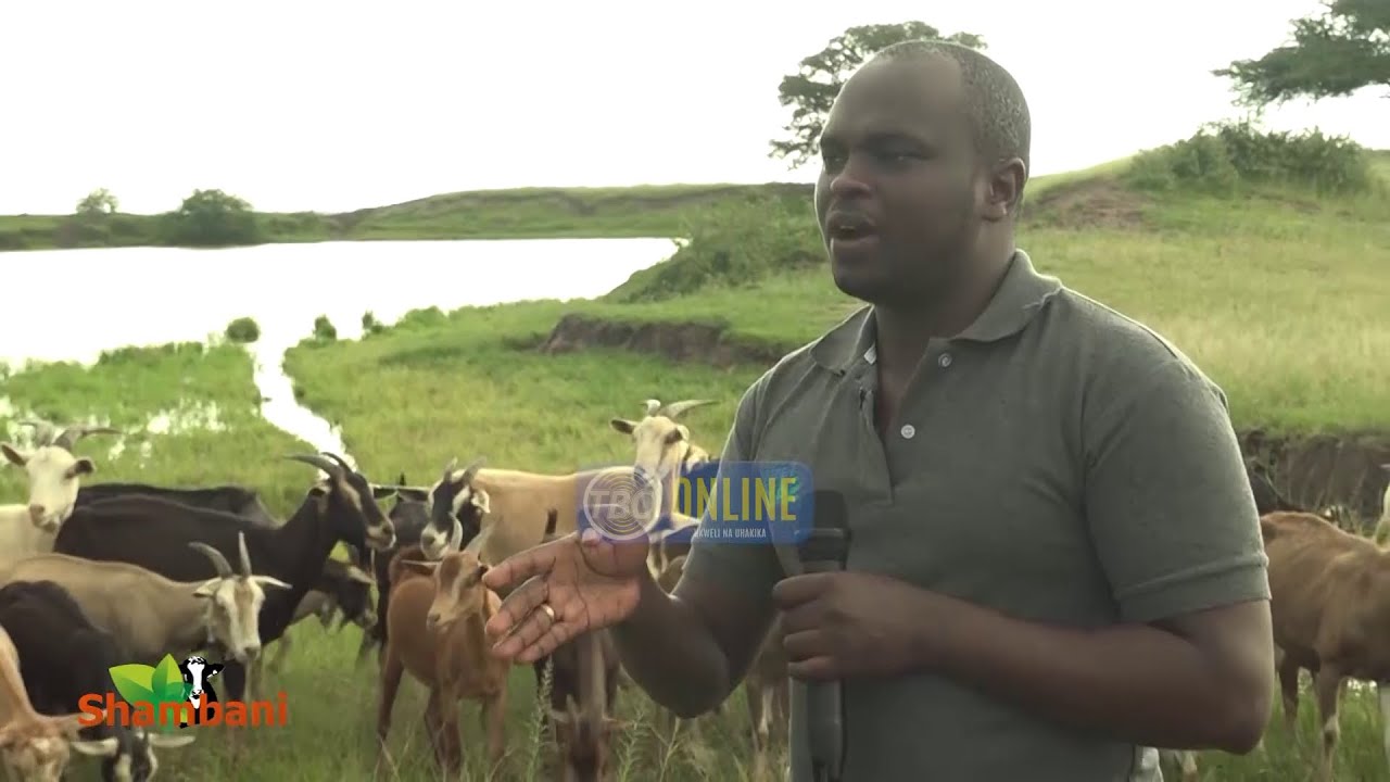 #TBC1 - SHAMBANI : JIFUNZE UFUGAJI WA MBUZI