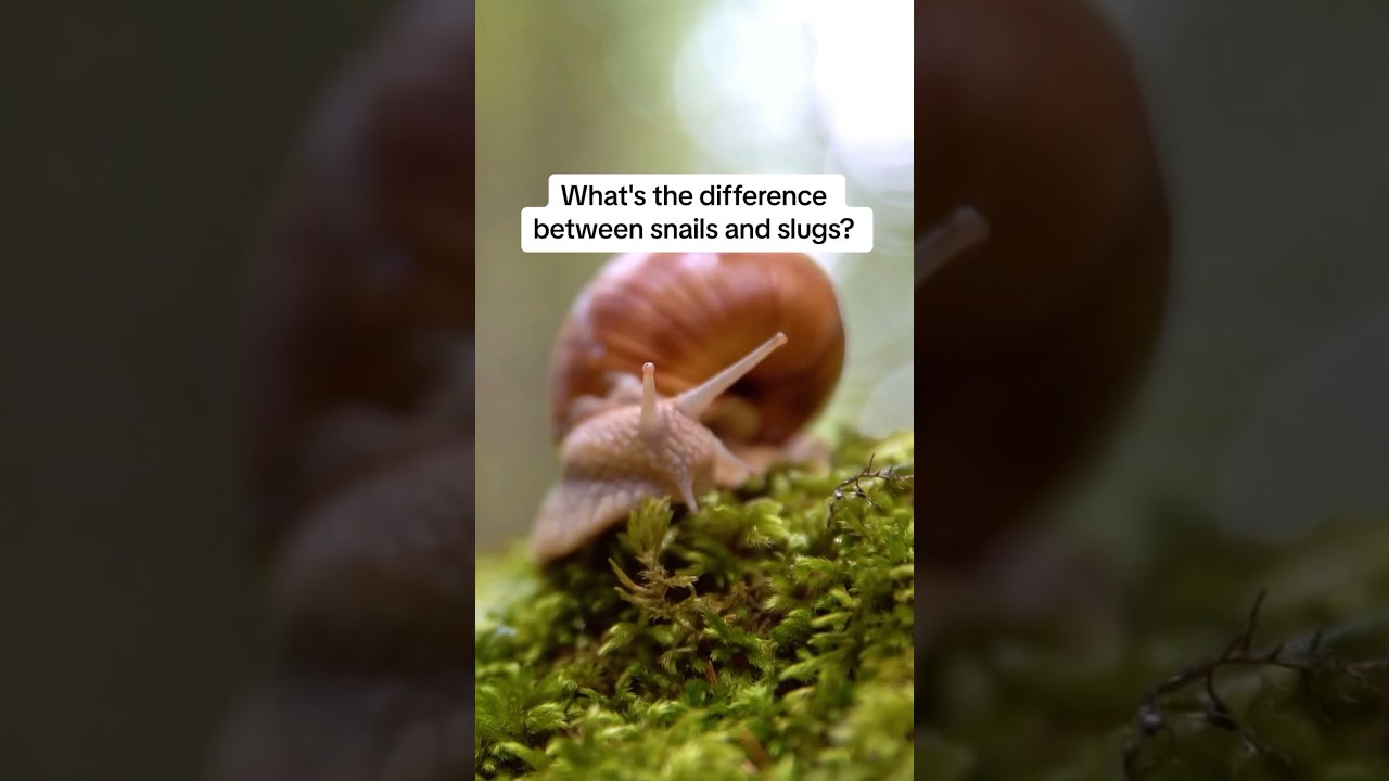 Улитки и слизни: в чём разница? #naturepbs #wildlife #animalshorts #slug #snail