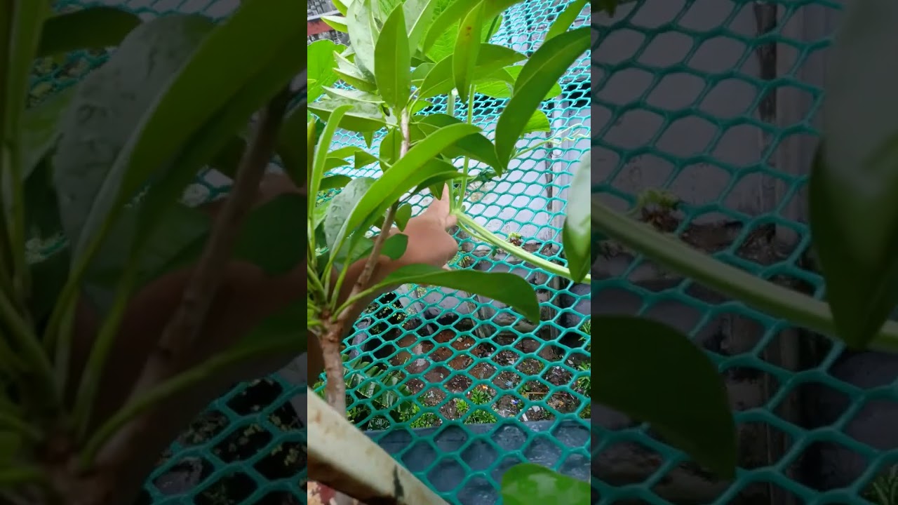 লাউ গাছের যত্ন#viral#gardening#video#@nipanipa9765