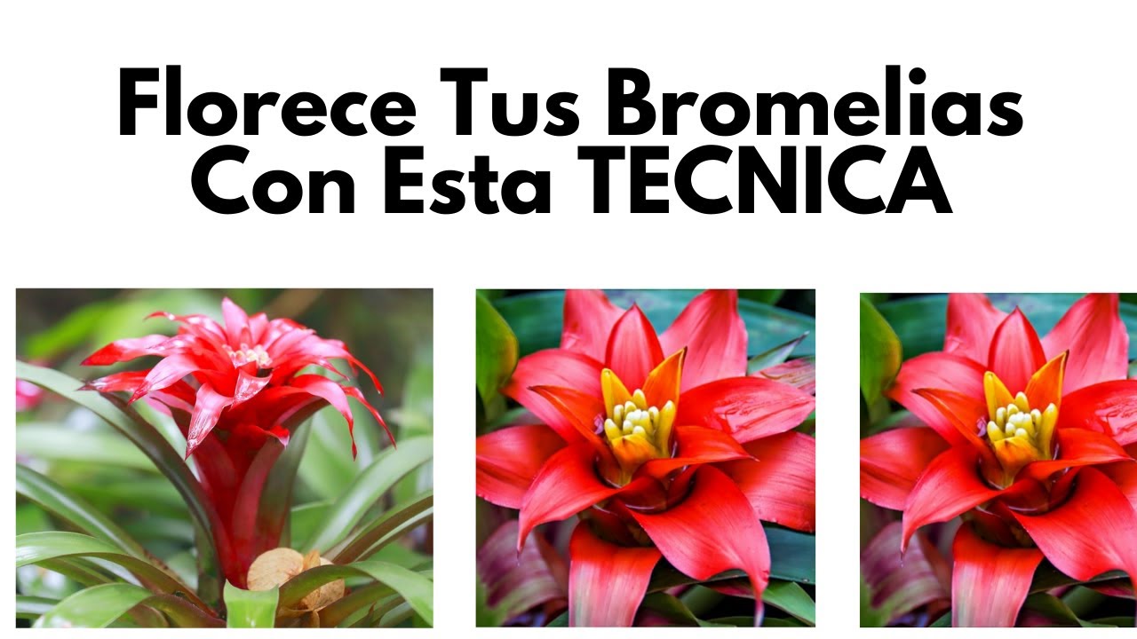 Aprende a FLORECER Tus BROMELIAS