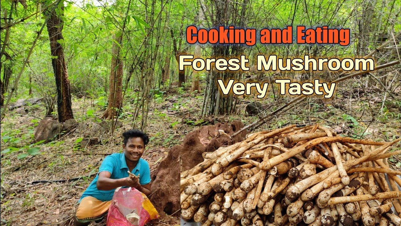 Forest Mushroom Cooking & Eating | Wild Food Adventure | Tribal Style Cooking 