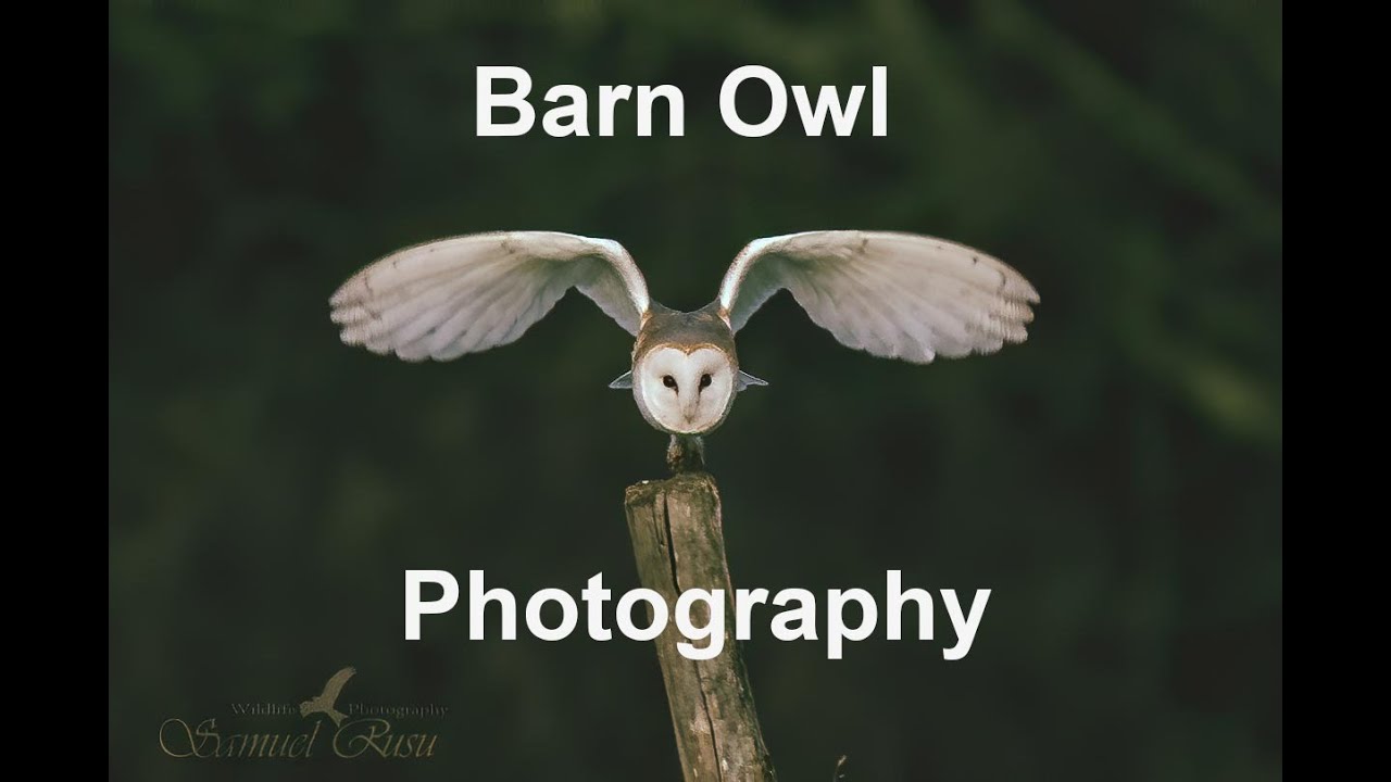 WILDLIFE PHOTOGRAPHY | Barn Owl Photography in Hampshire