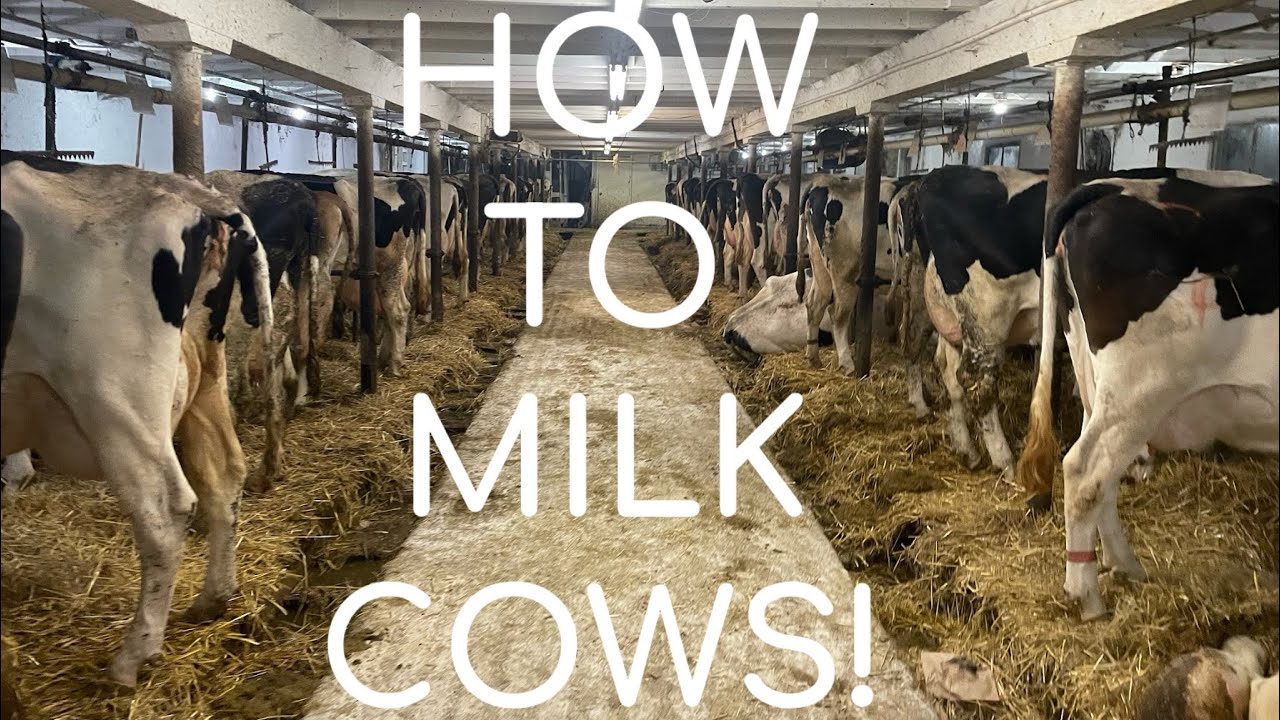 How Cows Are Milked In A Stanchion Barn!