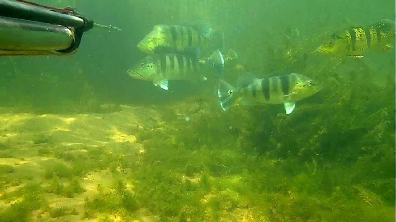 PESCA SUB 2012 - RIO TIETÊ 8 - EQUIPE TRIÂNGULO DAS ÁGUAS