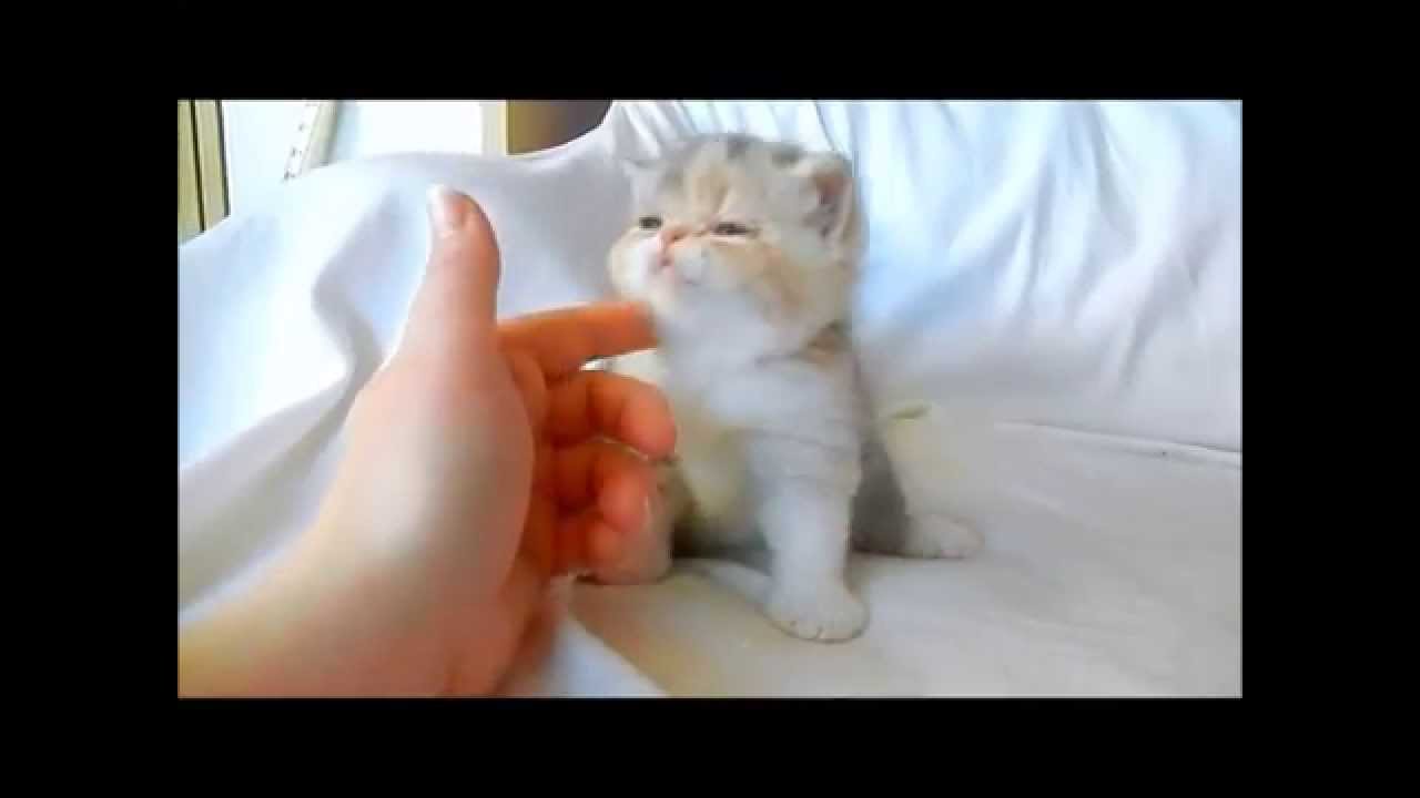 Exotic Shorthair Kitten, Blue Patched Tabby and White, 4 weeks