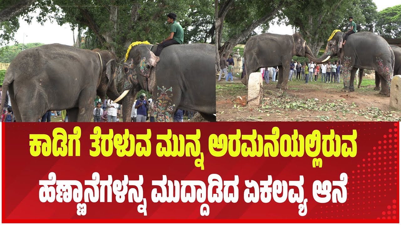 ಕಾಡಿಗೆ  ತೆರಳುವ ಮುನ್ನ ಅರಮನೆಯಲ್ಲಿರುವ ಹೆಣ್ಣಾನೆಗಳನ್ನ ಮುದ್ದಾಡಿದ ಏಕಲವ್ಯ ಆನೆ.| NAMMA TV MYSURU